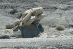 PICTURES/Bisti Badlands in De-Na-Zin Wilderness/t_Tree Frog1.JPG